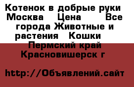 Котенок в добрые руки. Москва. › Цена ­ 5 - Все города Животные и растения » Кошки   . Пермский край,Красновишерск г.